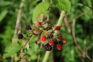 1734260-3872x2592-Growing-Berries